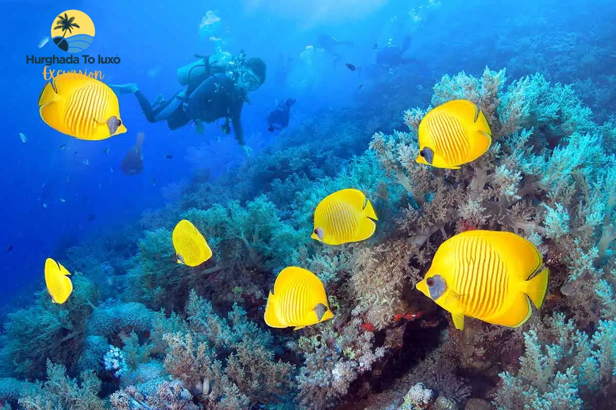 Diving & Snorkeling in Hurghada